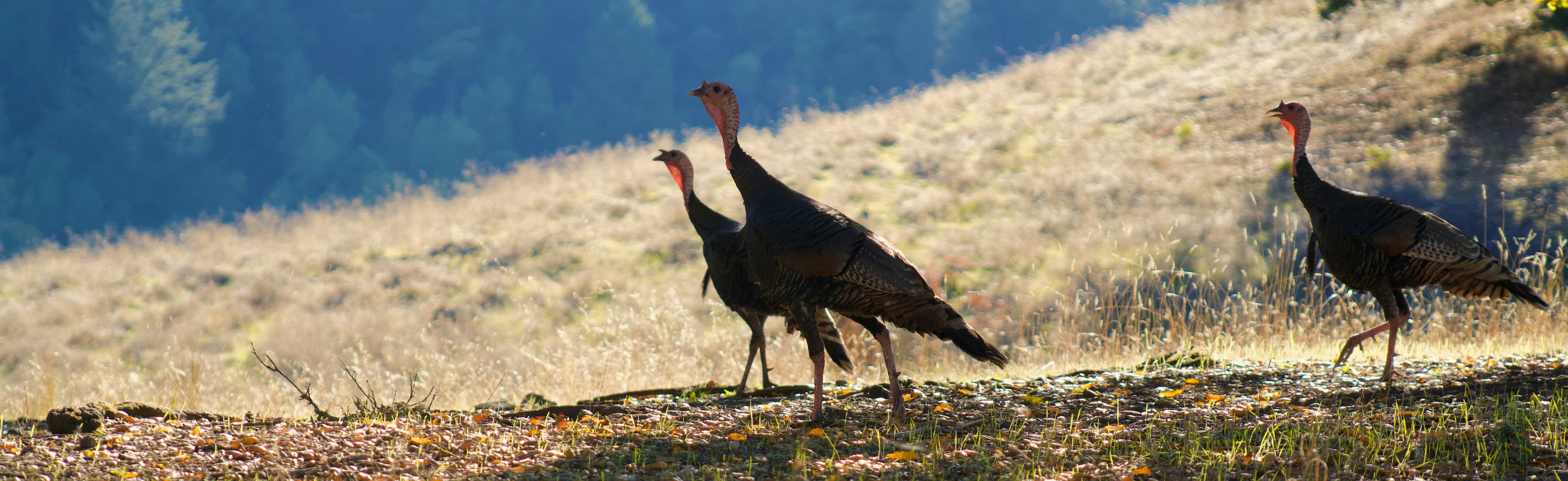 Turkey Hunting Fundamentals